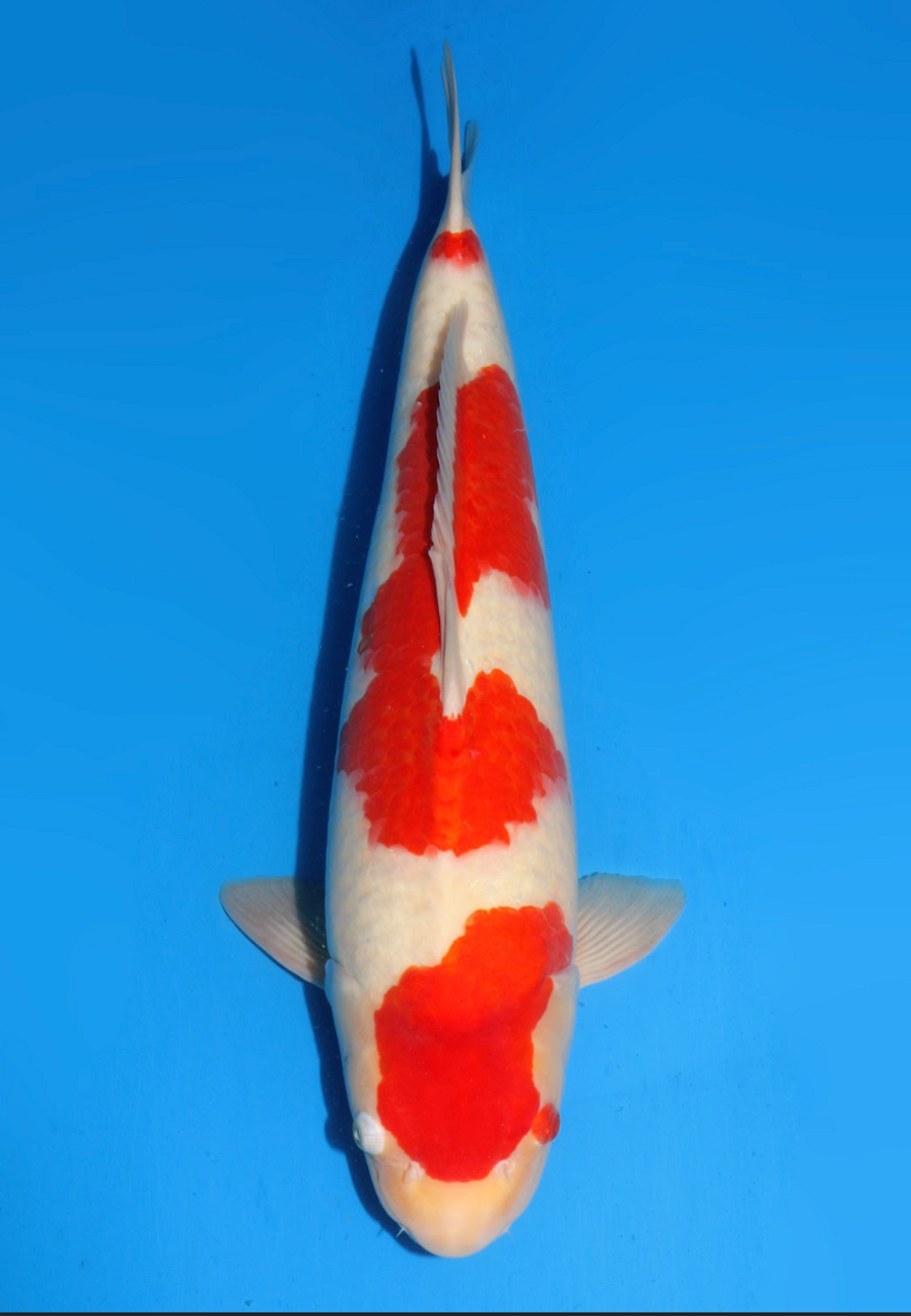 This 55cm Kohaku from Dainichi Koi farm has a unique beni pattern.