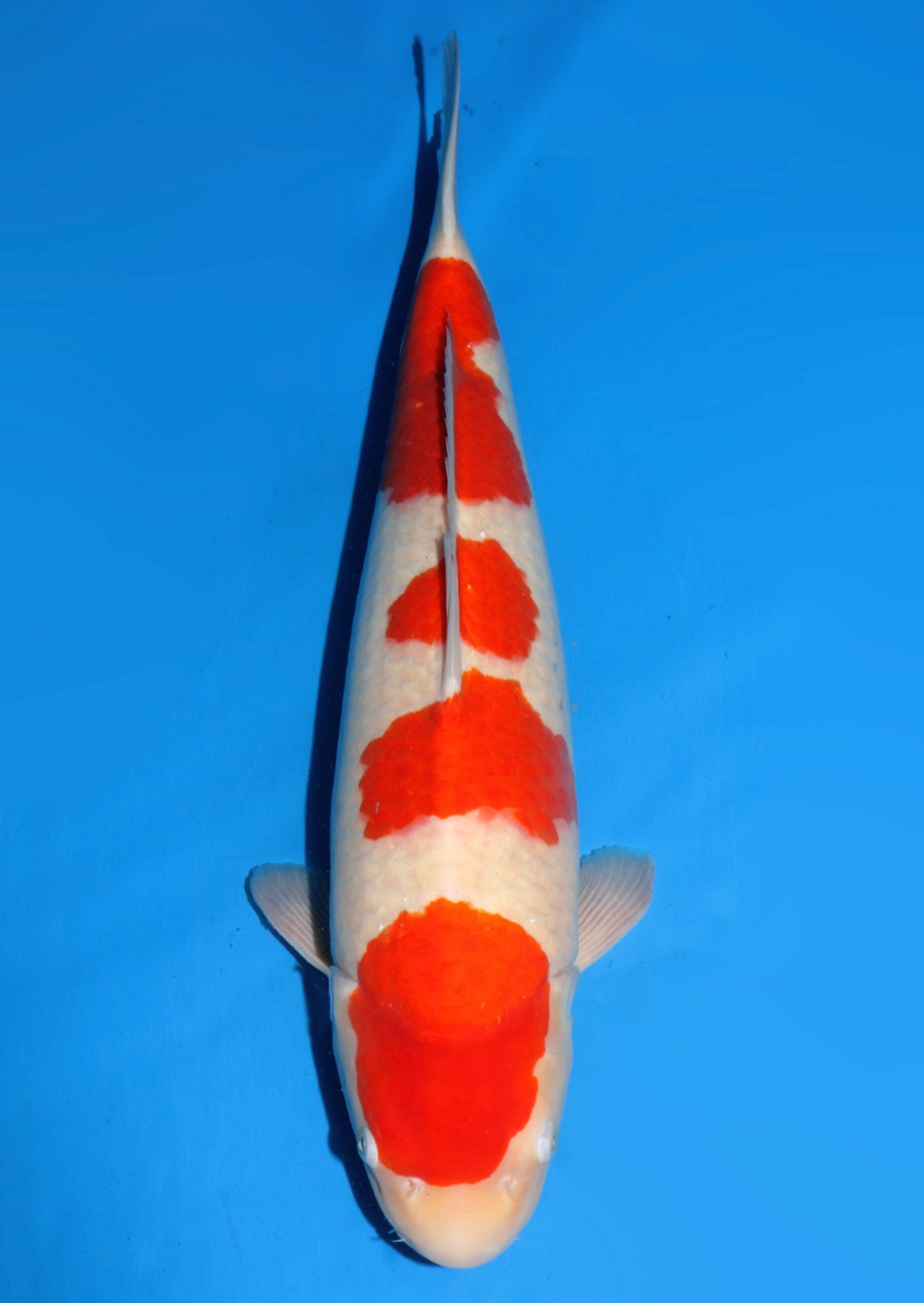 This 59cm Kohaku from Dainichi Koi farm has a vibrant beni pattern.