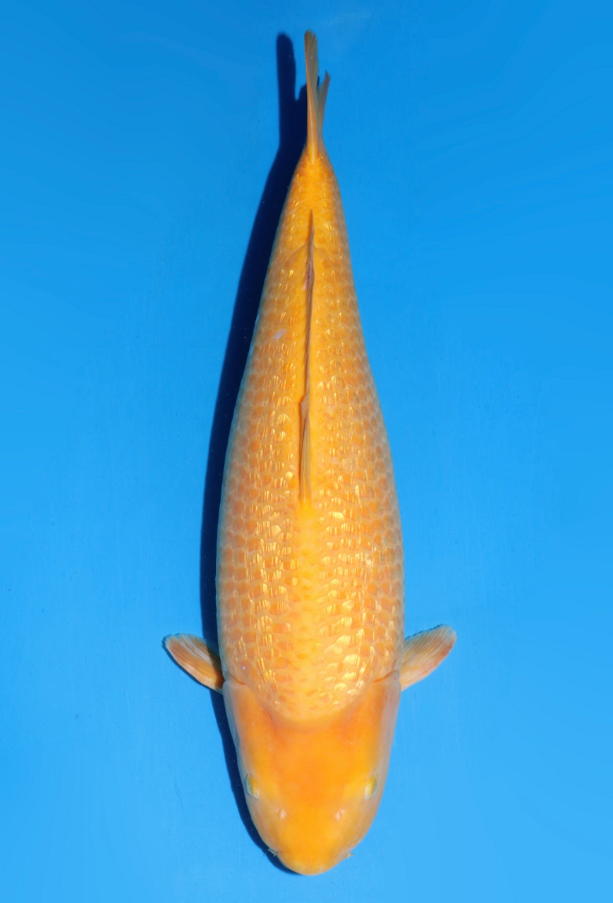 This 58cm Yellow Monkey from Dainichi Koi farm has a stunning Ki pattern.
