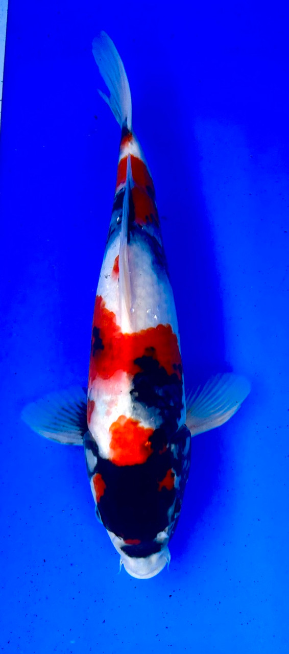 This 33cm Showa from Shintaro Koi farm has a vibrant sumi patten.