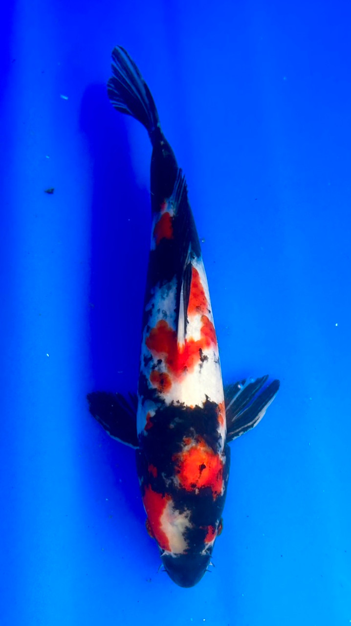 This 32cm Showa from Shintaro Koi farm has a vibrant beni and sumi pattern with more sumi coming in.
