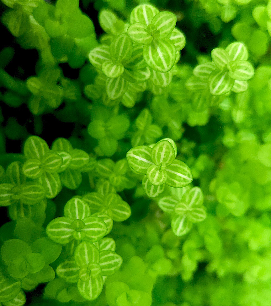 Watermelon Plant (Lindernia rotundifolia)