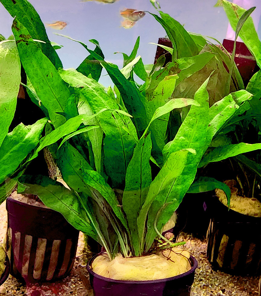 Java Fern (Microsorum pteropus)