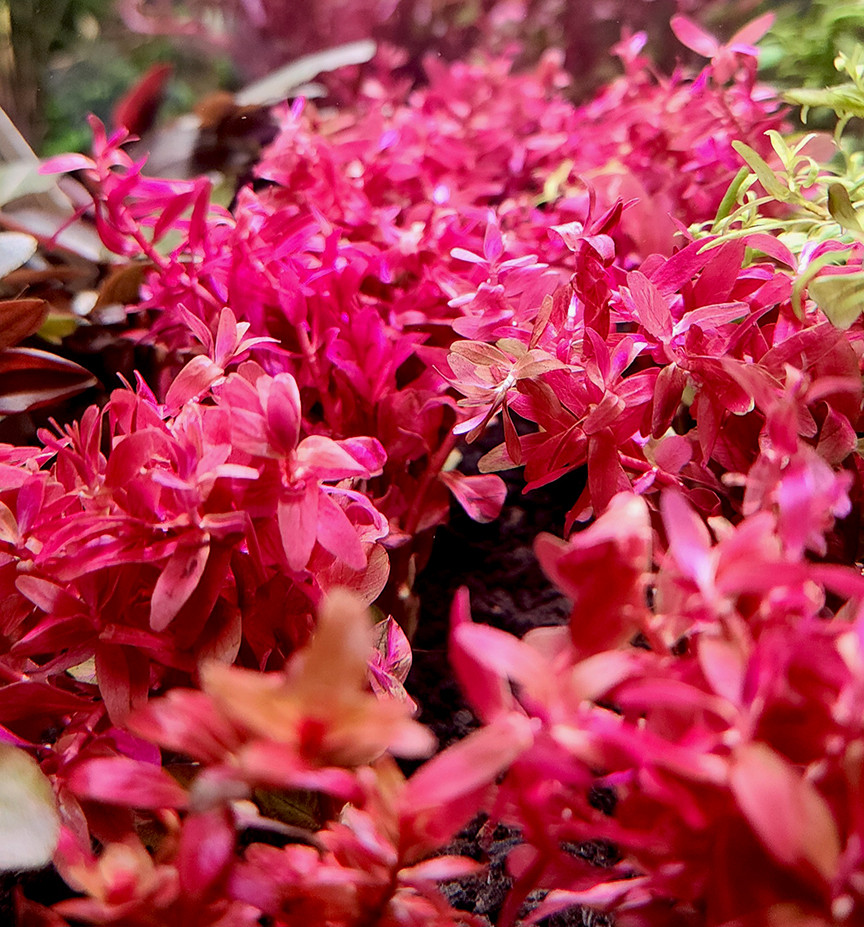 Rotala macrandra 'Mini'