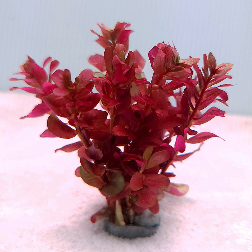 Rotala macrandra 'Mini'