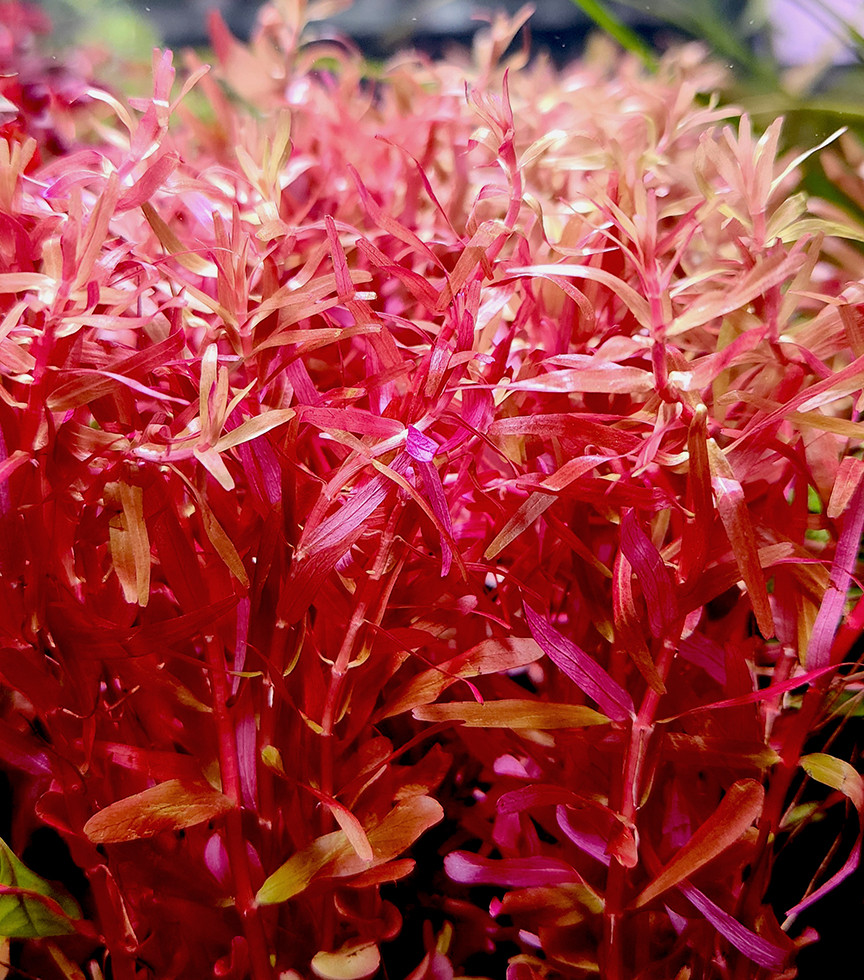 Rotala rotundifolia 'Orange Juice'