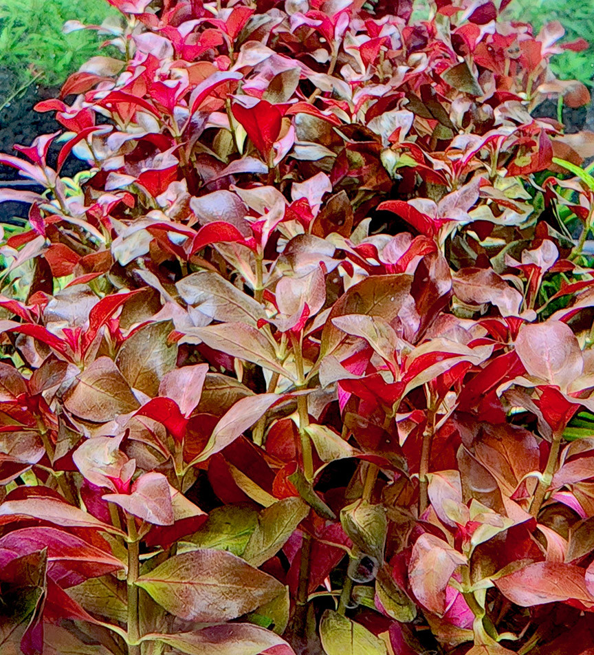 Ludwigia glandulosa var. Diamond
