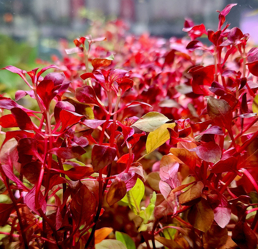 Ludwigia natans 'Super Red' 2