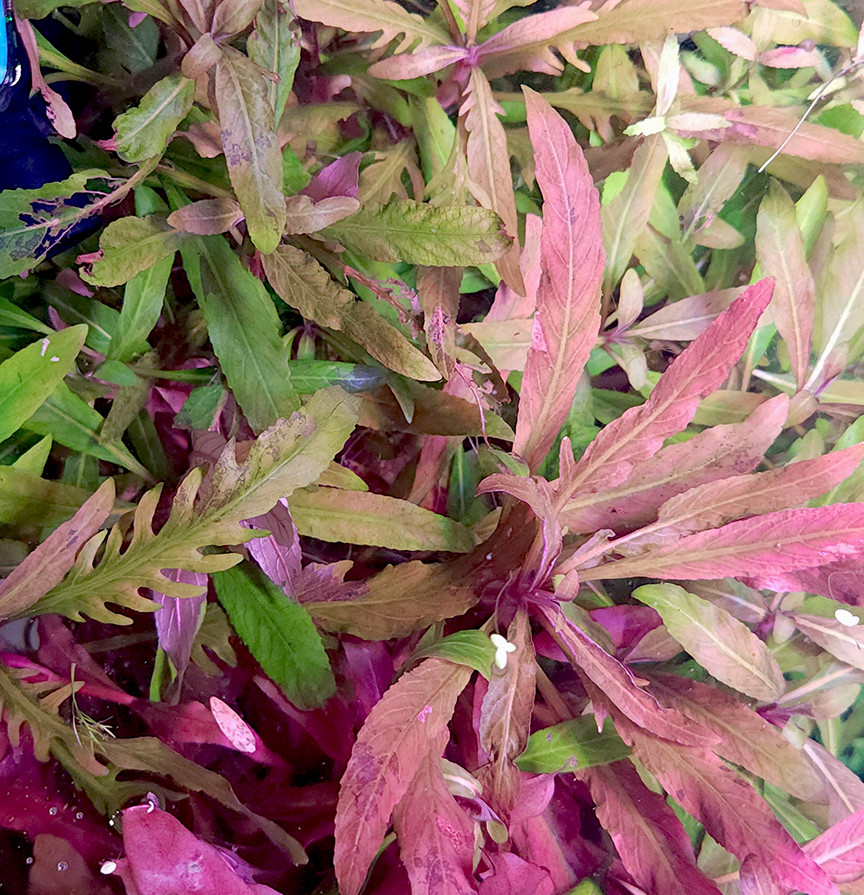 Staurogyne sp. Bihar bunched