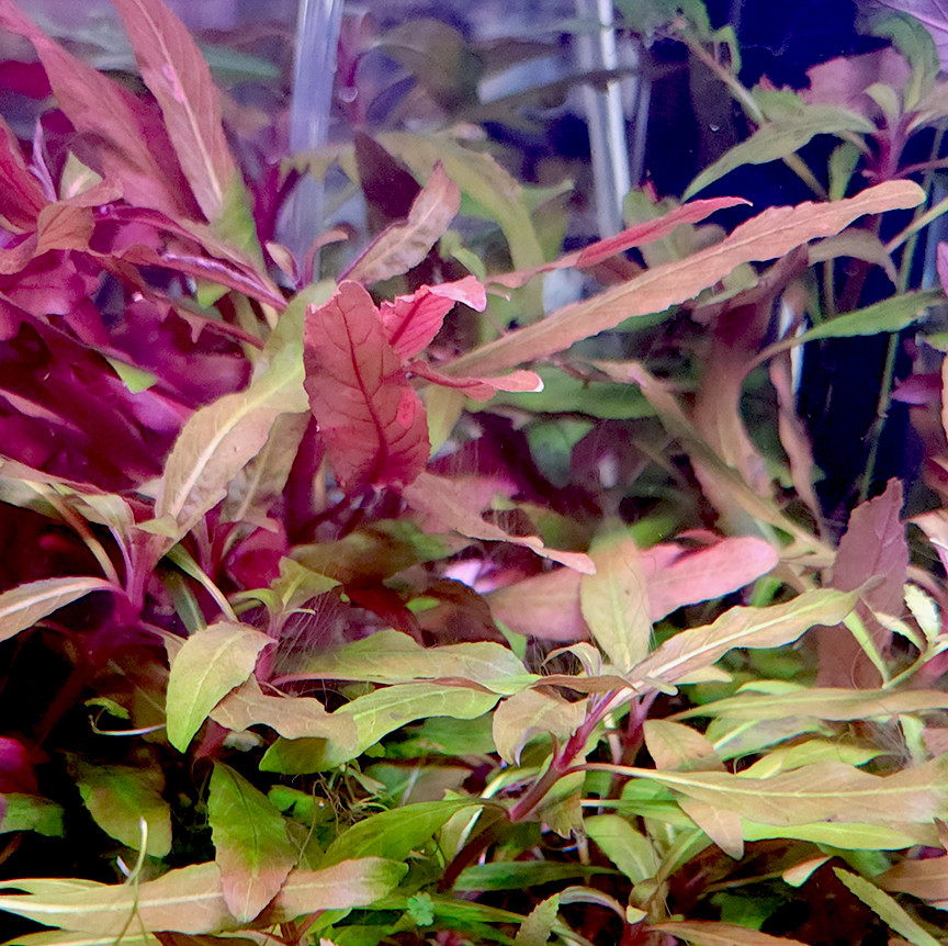 Staurogyne sp. Bihar bunched