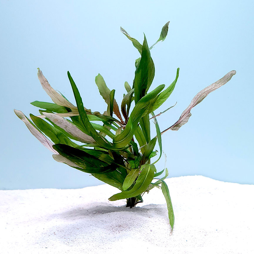 Staurogyne sp. Bihar bunched