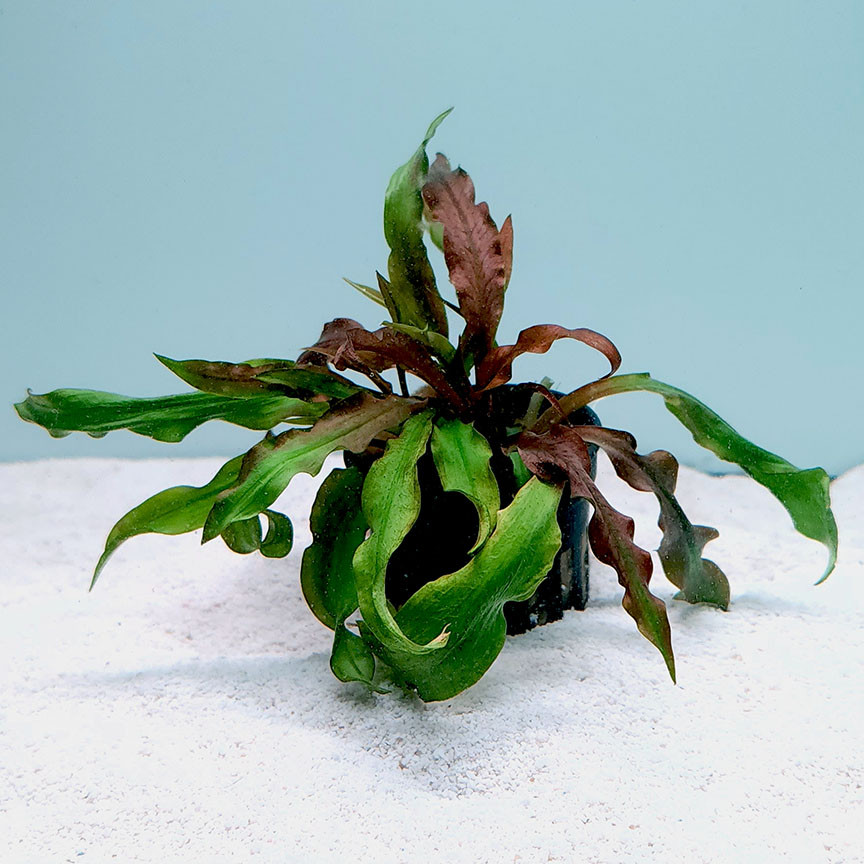 Cryptocoryne albida ‘Costata’