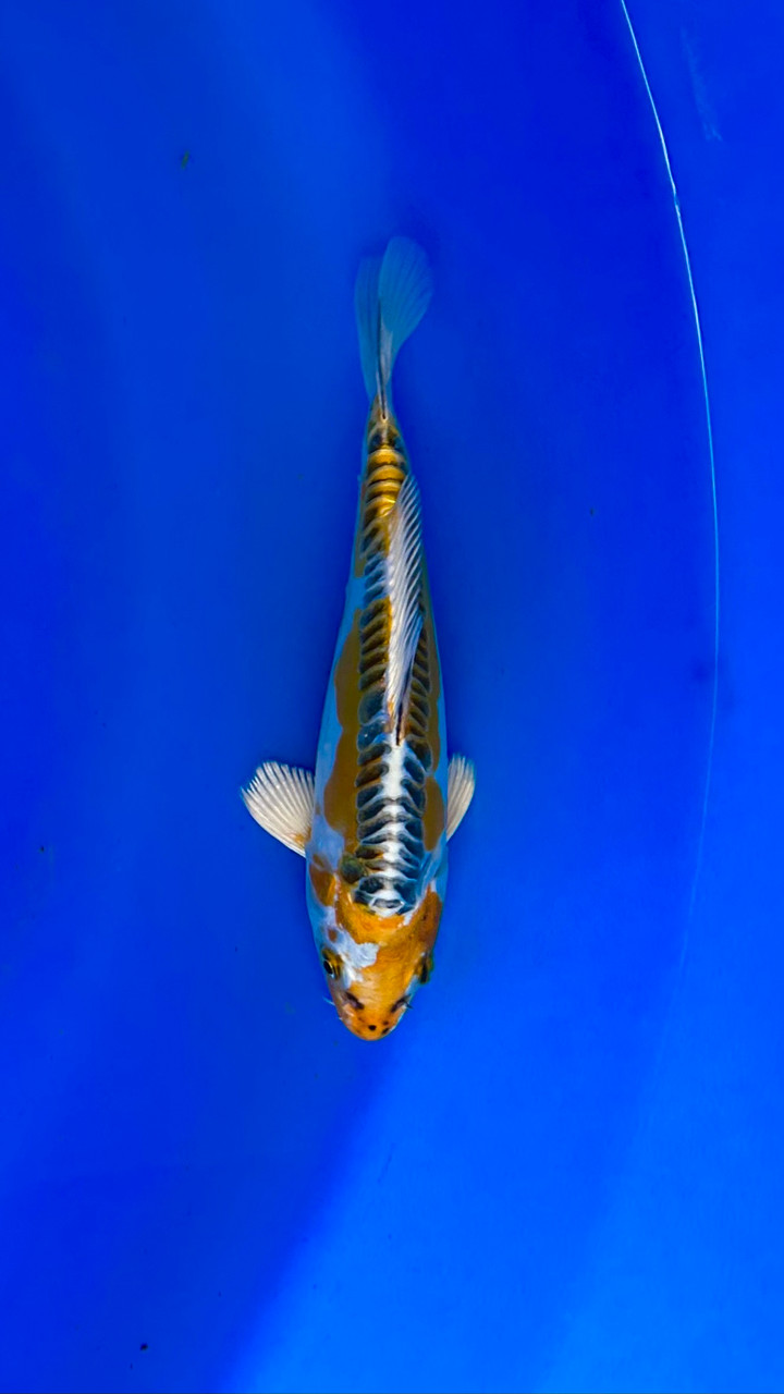 19cm Japanese Imported Yellow Dragon - Aokiya - ICF13- 13
