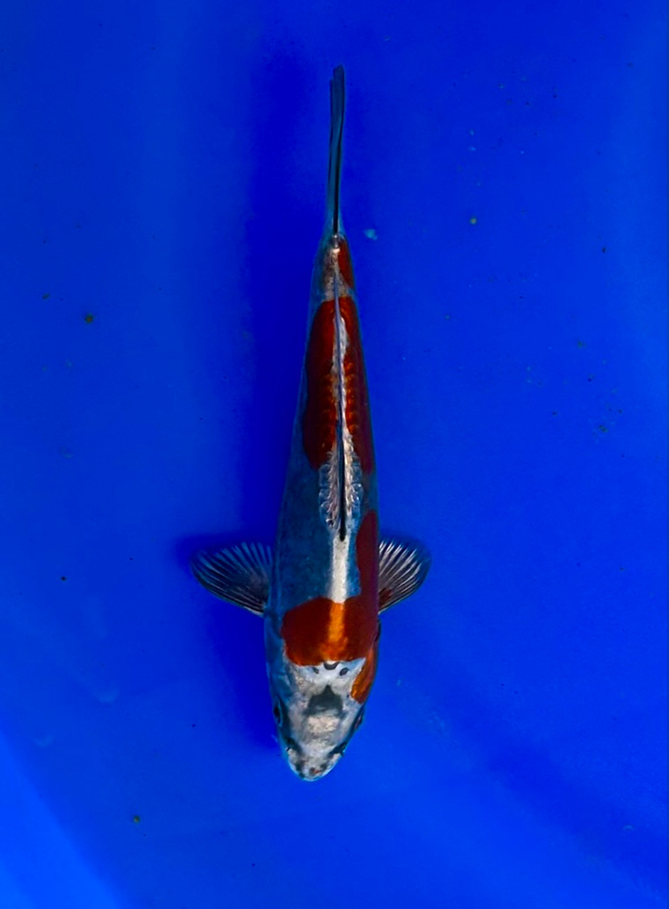 This 18cm Beni Kikokuryu from Aoyika Koi farm has stunning metallic pattern.