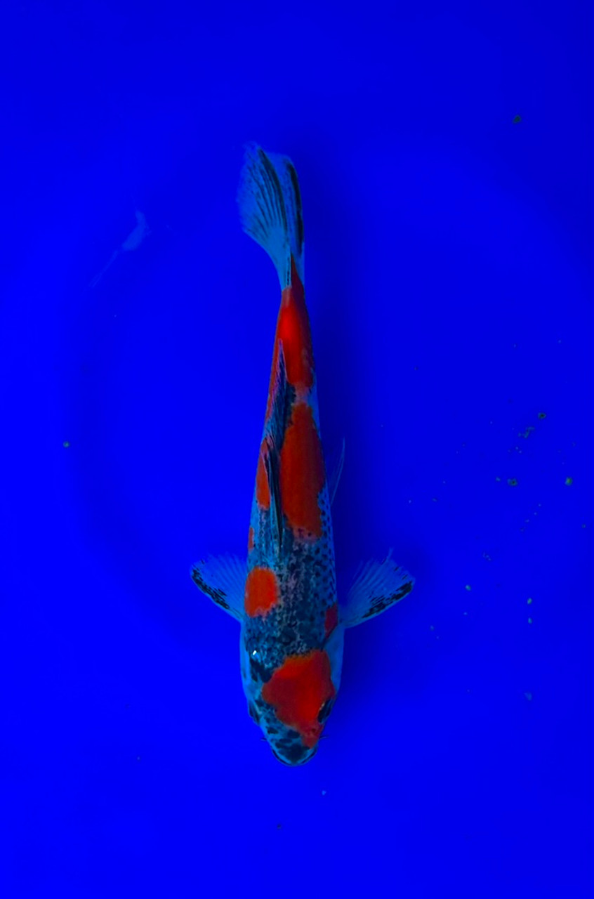This 20cm Kuro Goshiki from Aokiya Koi farm has a dark vibrant pattern.
