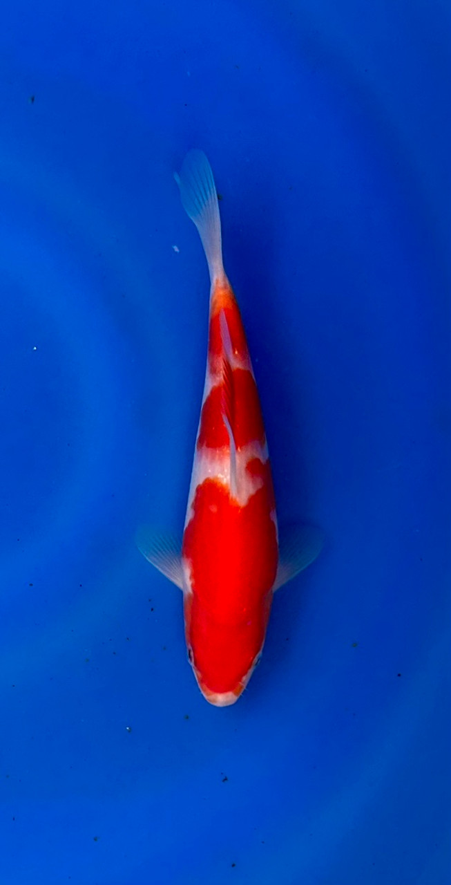 This 23cm Kohaku from Momotaro Koi farm has a vibrant and unique pattern.
