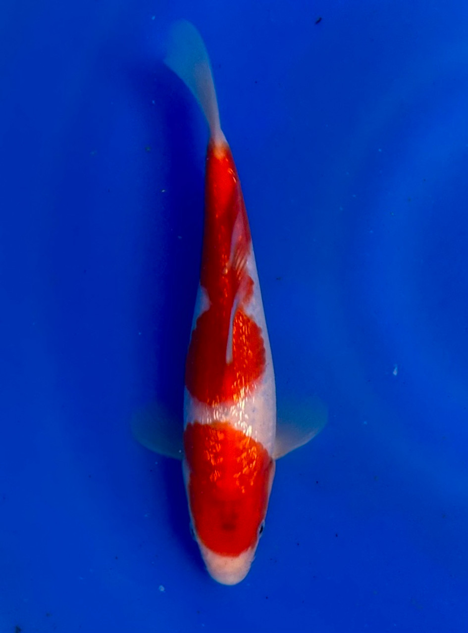 This 24cm Ginrin Kohaku from Momotaro Koi farm has a stunning and unique beni pattern.