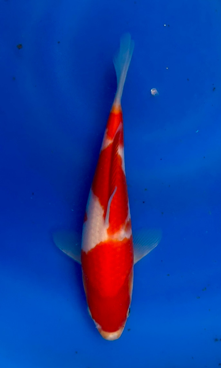 This 25cm Kohaku from Momotaro Koi farm has a vibrant and unique pattern.