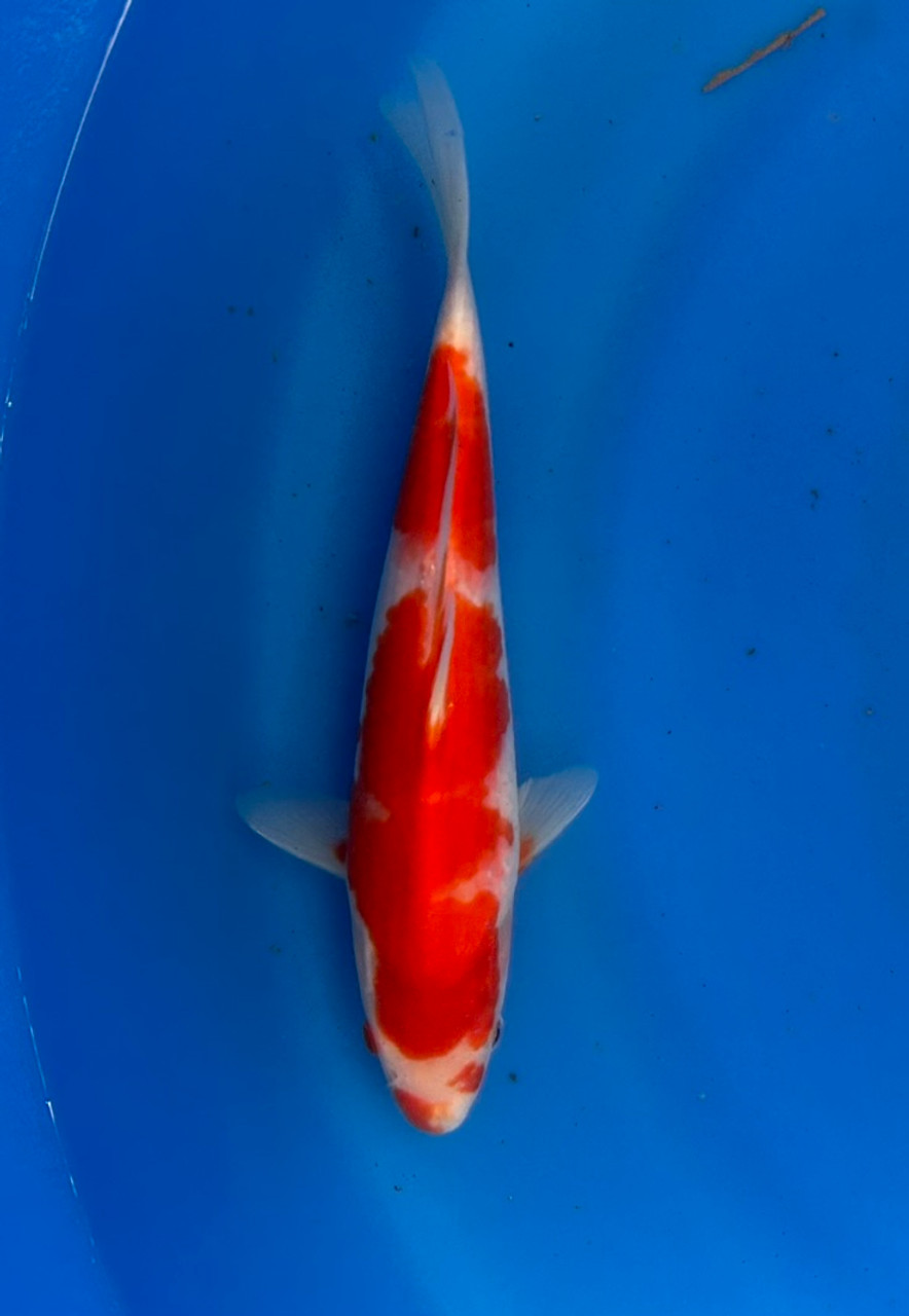 This 28cm Kohaku from Momotaro Koi farm has a vibrant and unique pattern.