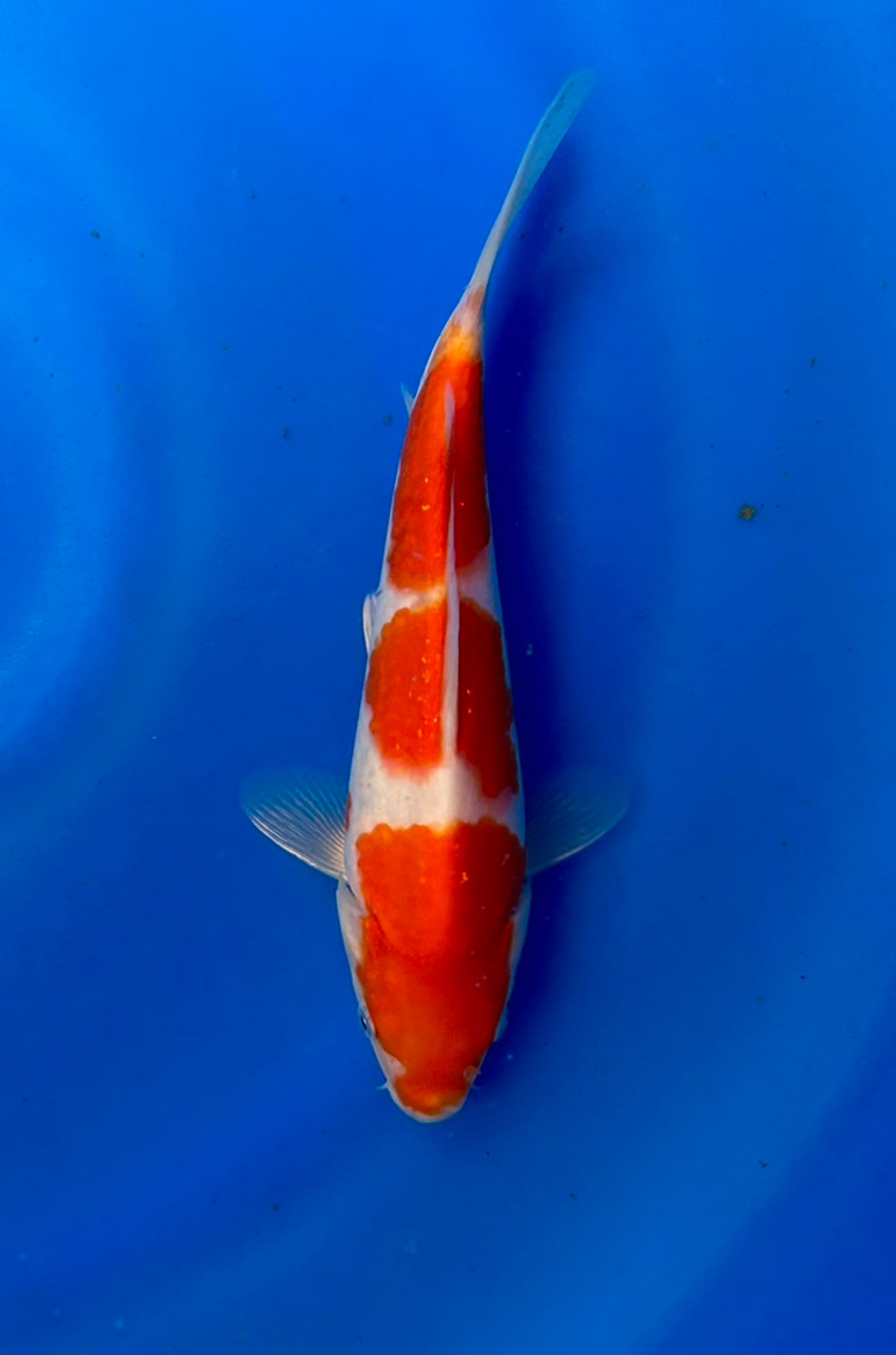 This 25cm Kohaku from Momotaro Koi farm has a vibrant and unique pattern.