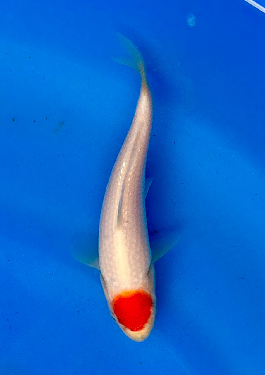 This 16cm Tancho from Momotaro Koi farm has a vibrant beni spot.