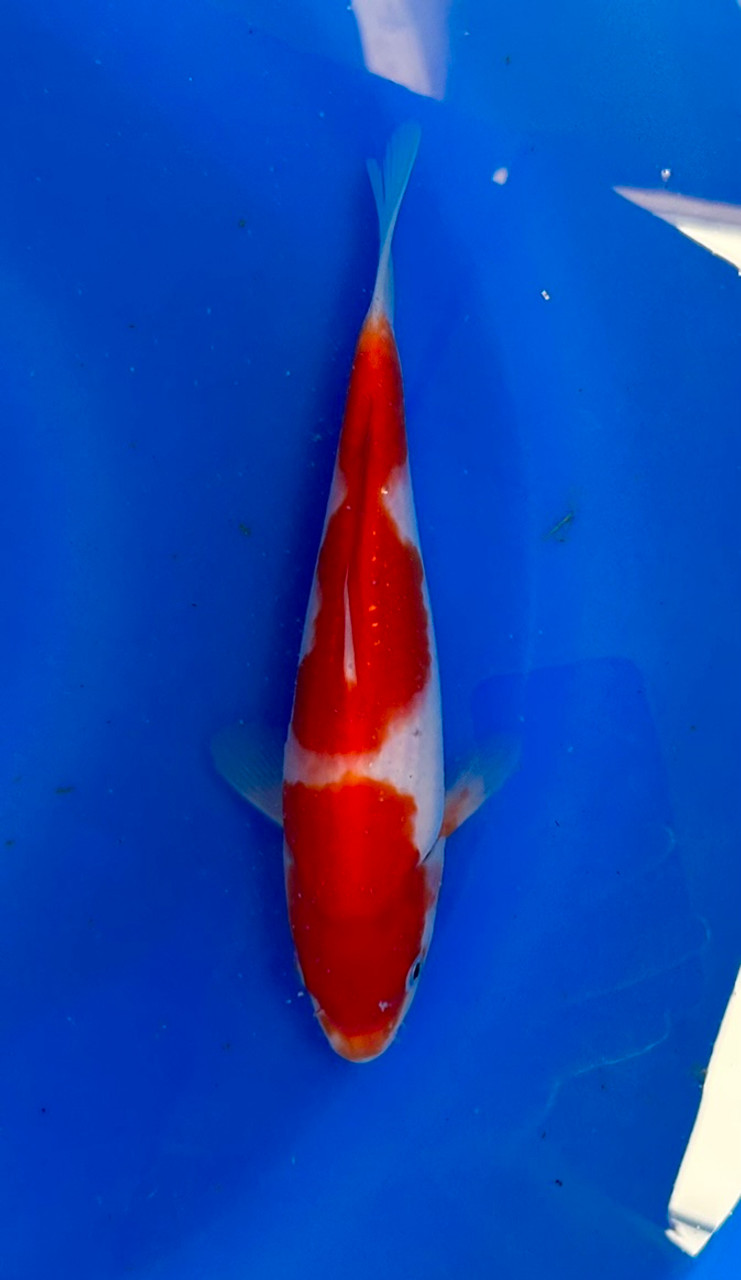 This 23cm Kohaku from Momotaro Koi farm has a vibrant and unique pattern.