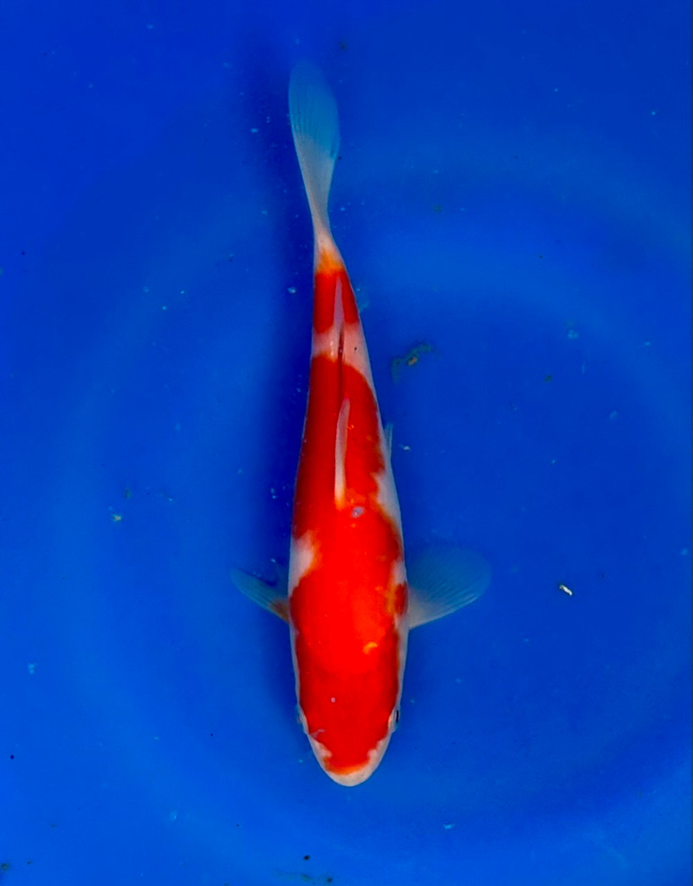 This 20cm Kohaku from Momotaro Koi farm has a vibrant and unique pattern.