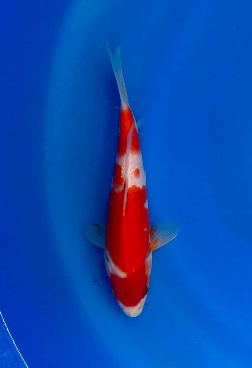 This 25cm Kohaku from Momotaro Koi farm has a vibrant and unique pattern.