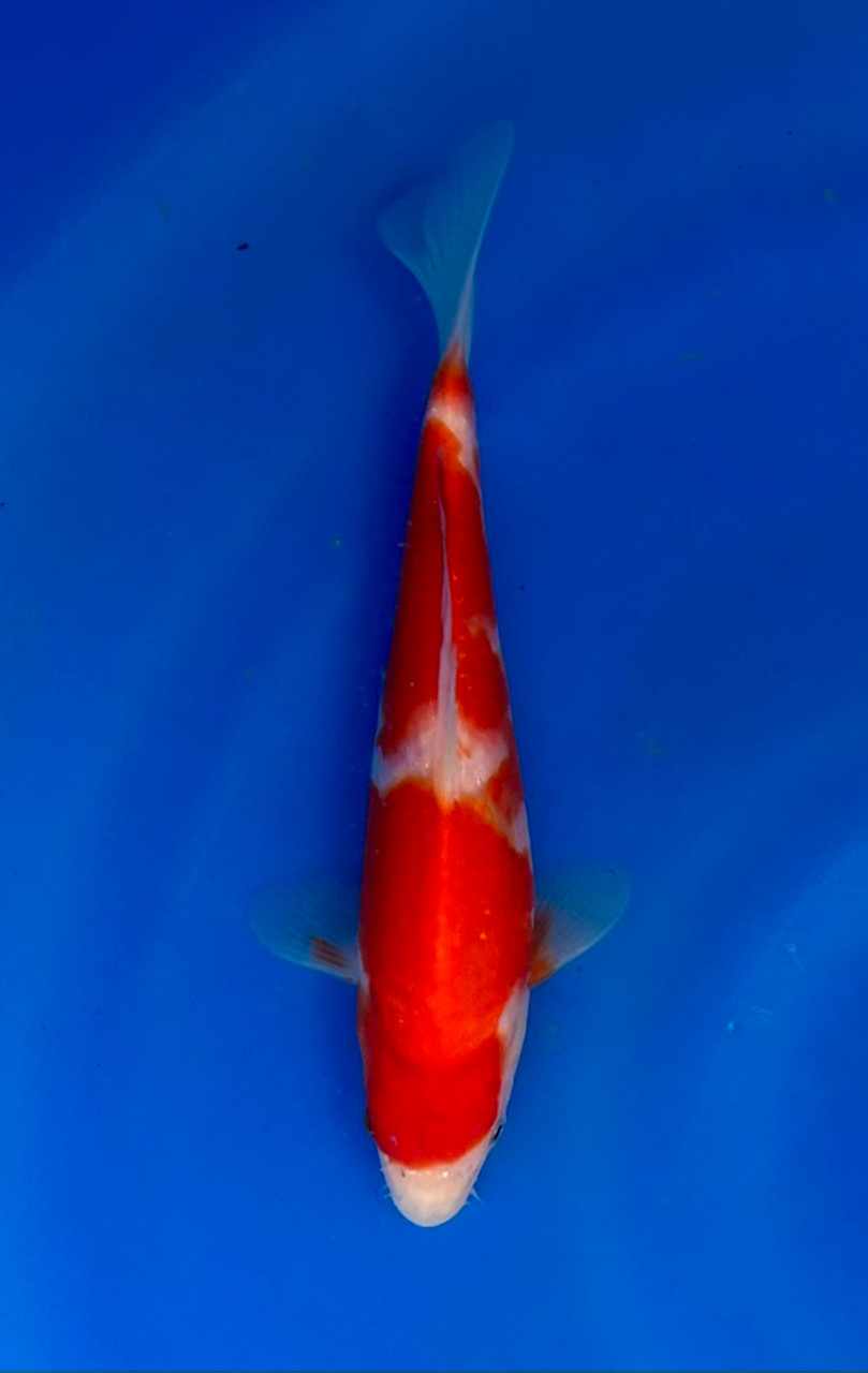 This 24cm Kohaku from Momotaro Koi farm has a vibrant and unique pattern.