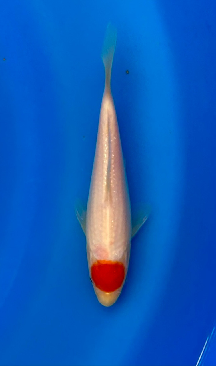 This 20cm Tancho from Momotaro Koi farm has a vibrant beni spot.