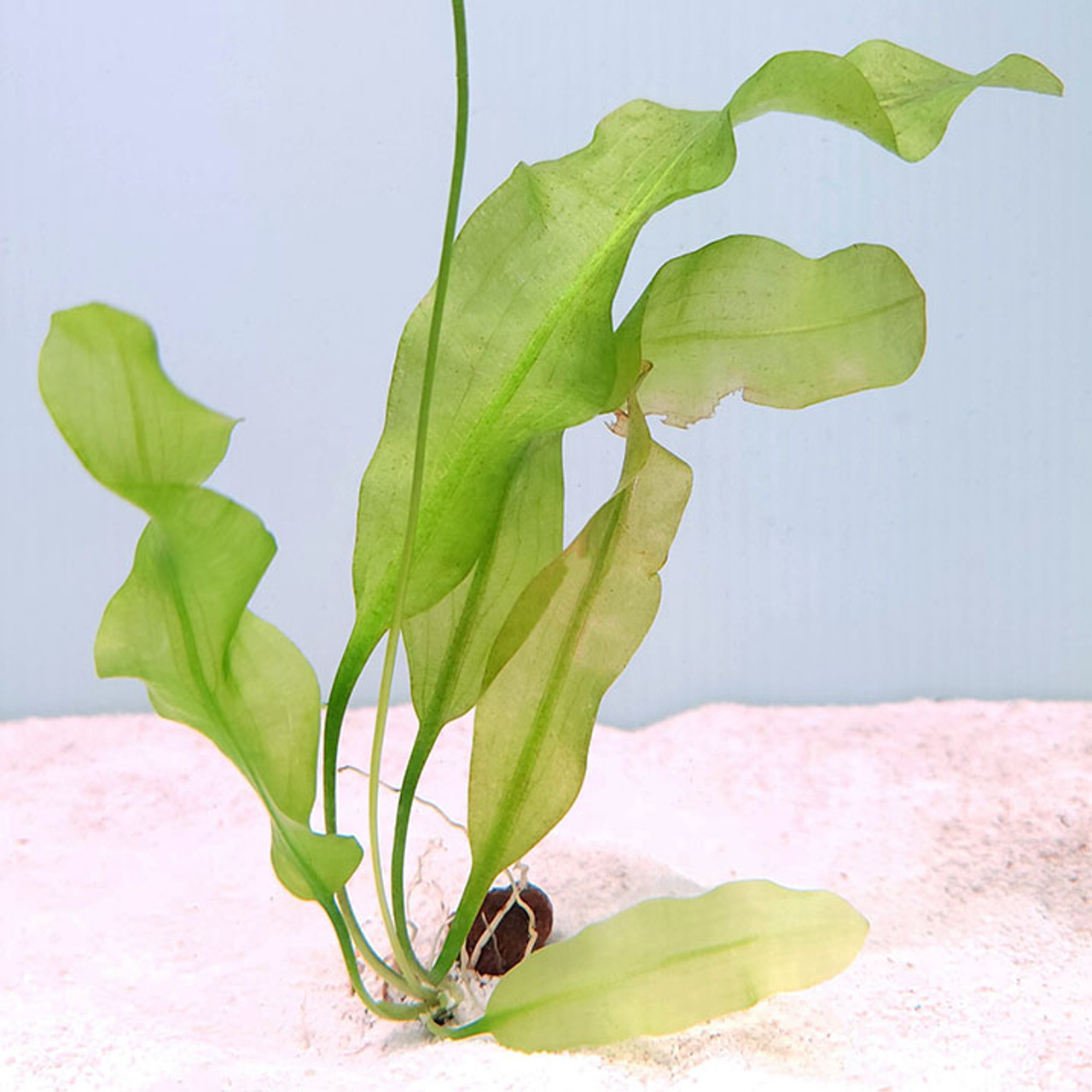 Aponogeton ulvaceus (bulb)