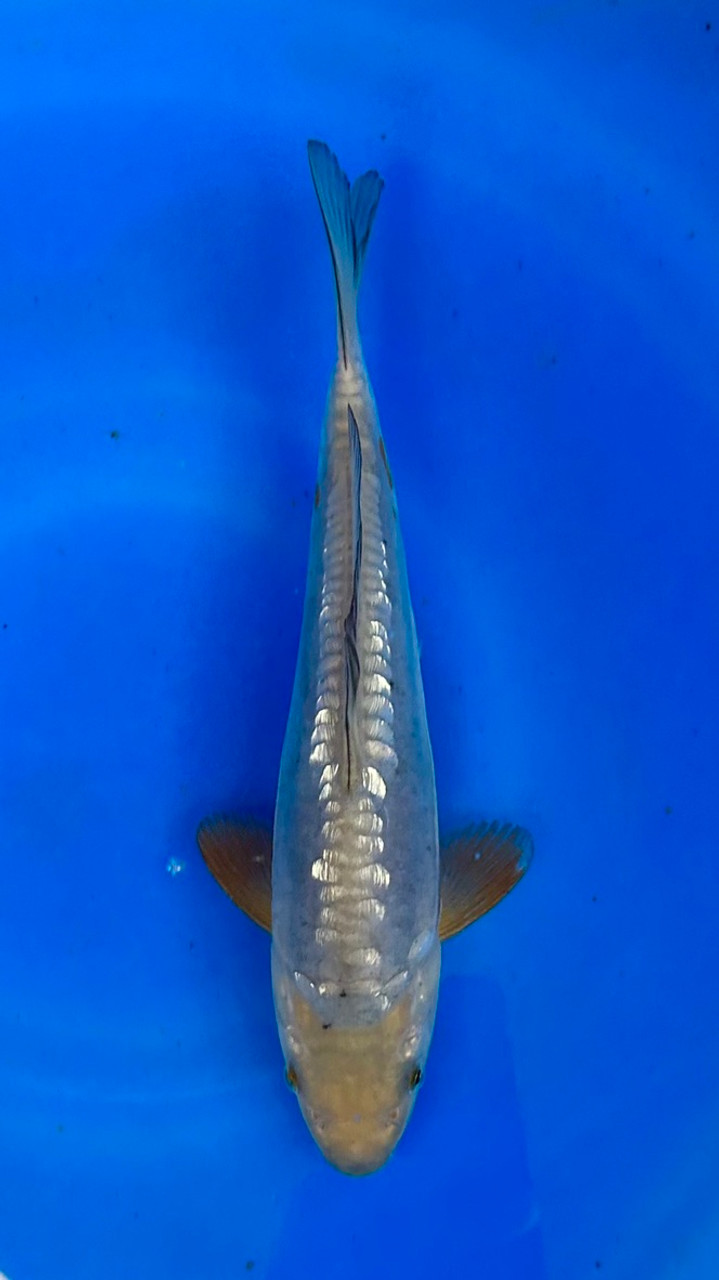 This 23cm Doitsu Ginrin Soragoi has a unique pattern and stunning shine.