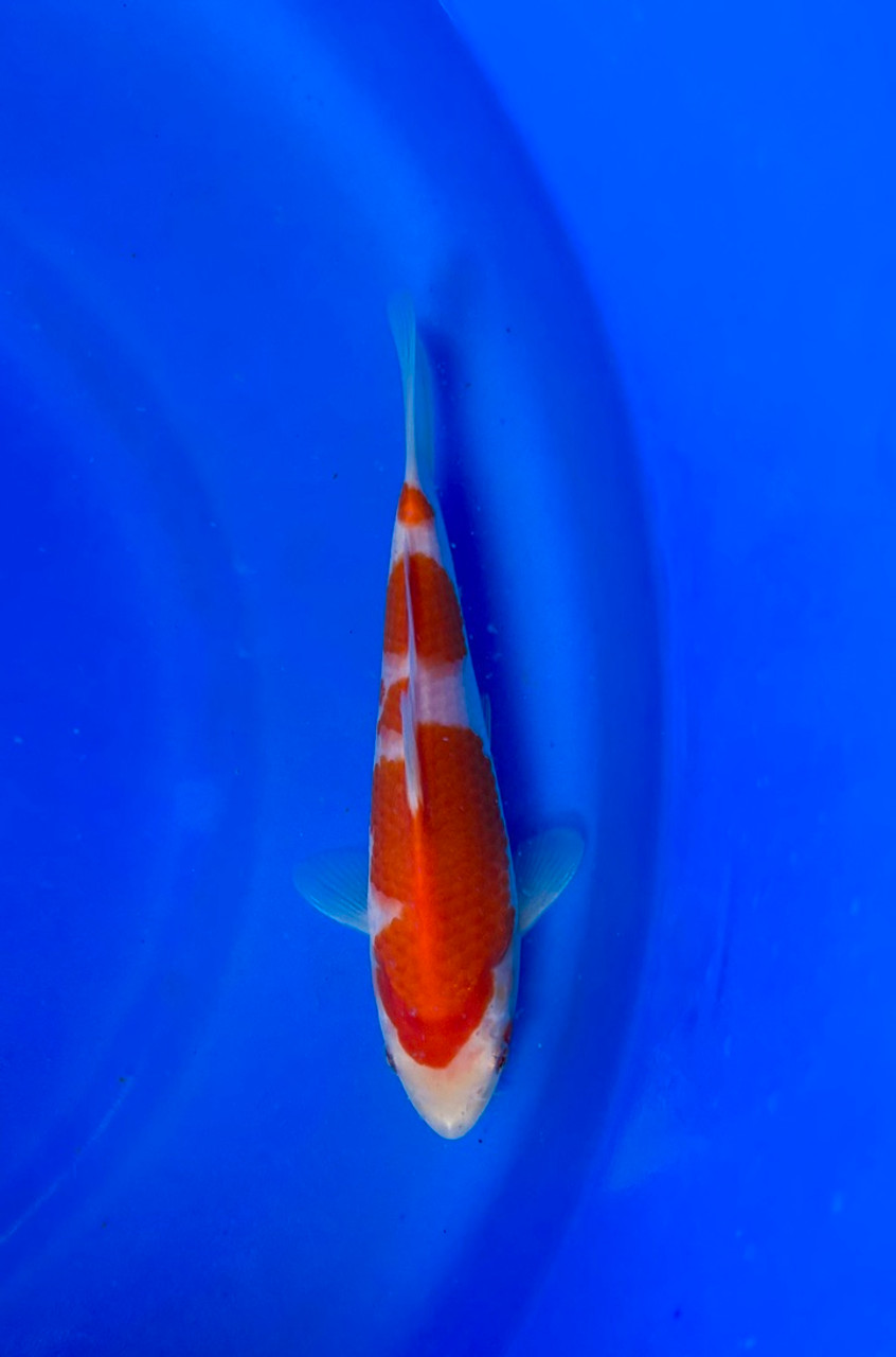 This 20cm Kohaku from Matsue farm has a vibrant and stunning beni pattern.