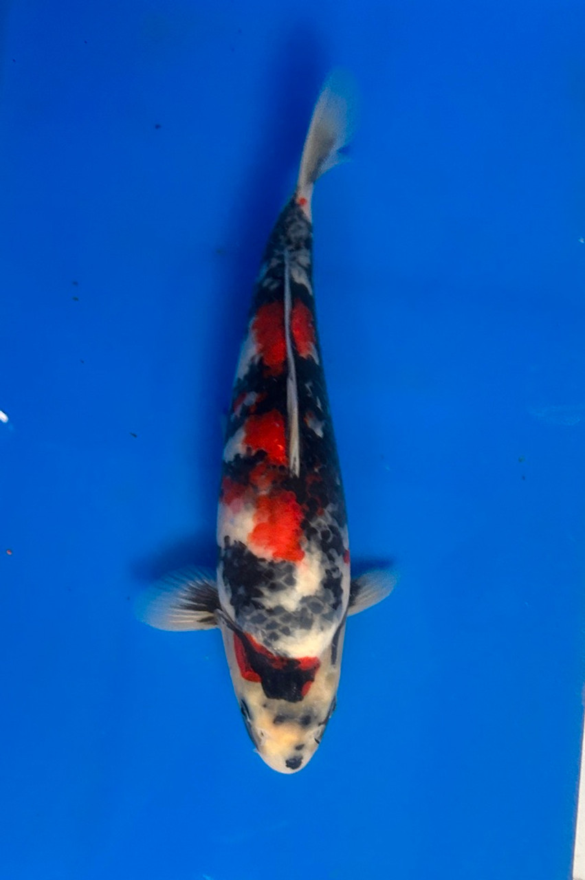 This 36cm Showa from Dainichi Koi farm has unique blend of sumi and beni.
