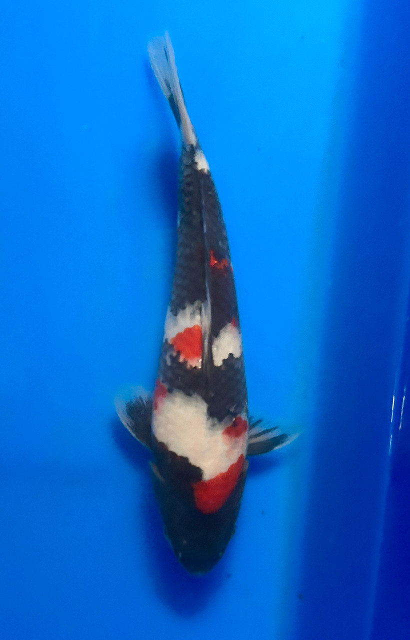This 33cm Showa from Dainichi Koi farm has unique blend of sumi and beni.