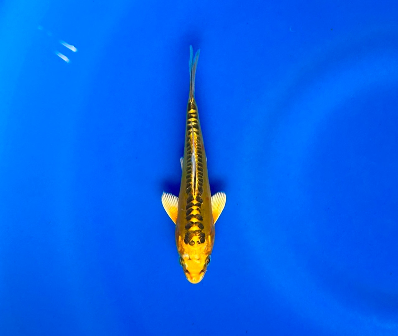 This 17cm Yellow Dragon from Aokiya Koi farm has a stunning ki metallic pattern.