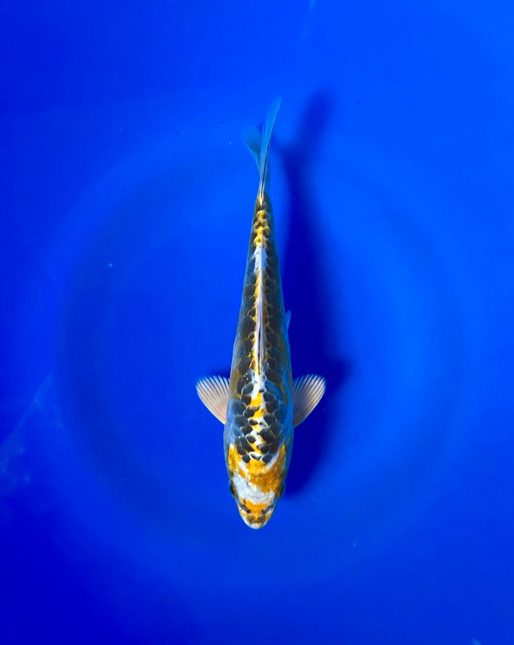 This 20cm Yellow Dragon from Aokiya Koi farm has a stunning ki metallic pattern.