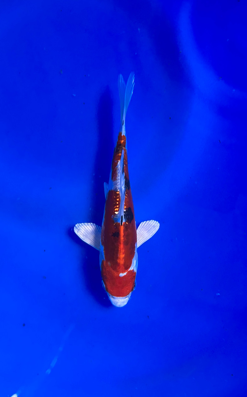 This 18cm Doitsu Sanke from Aokiya Koi farm has a stunning pattern.