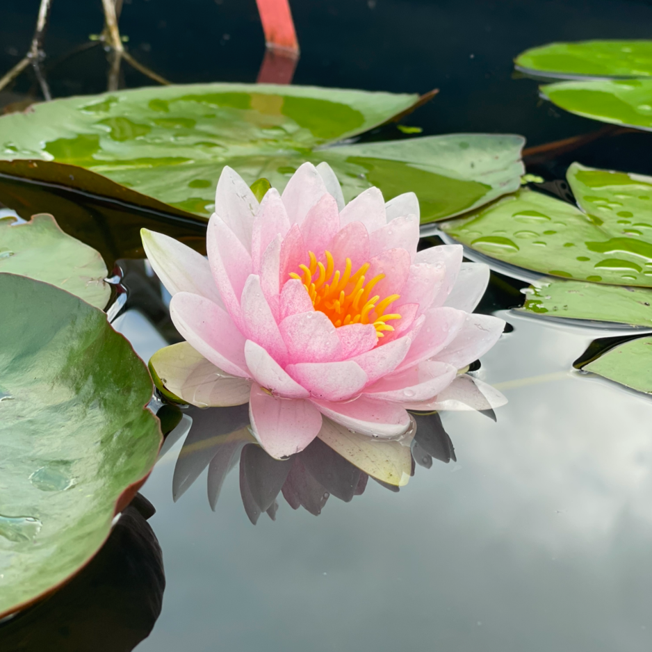 Hardy Water Lily (Pink)