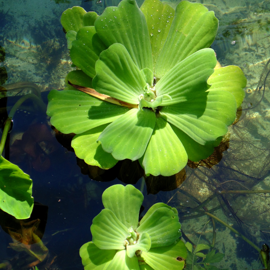 FFP Water Lettuce