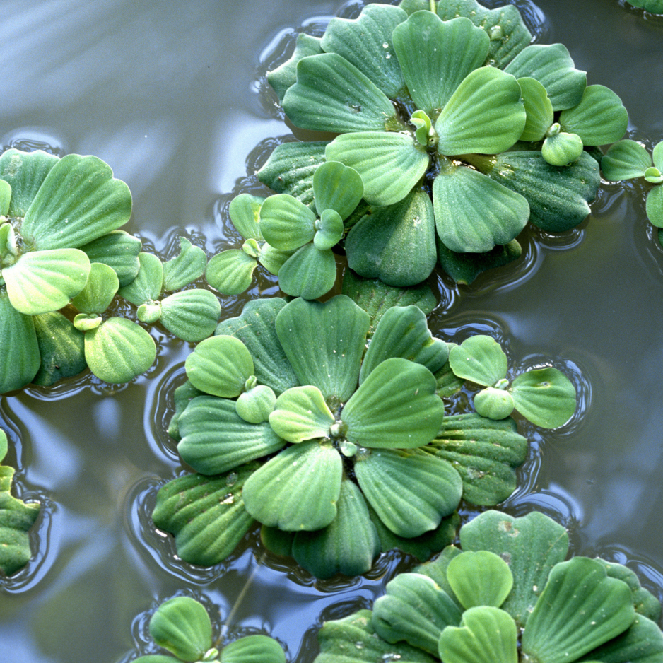 FFP Water Lettuce - Thumbnail 2