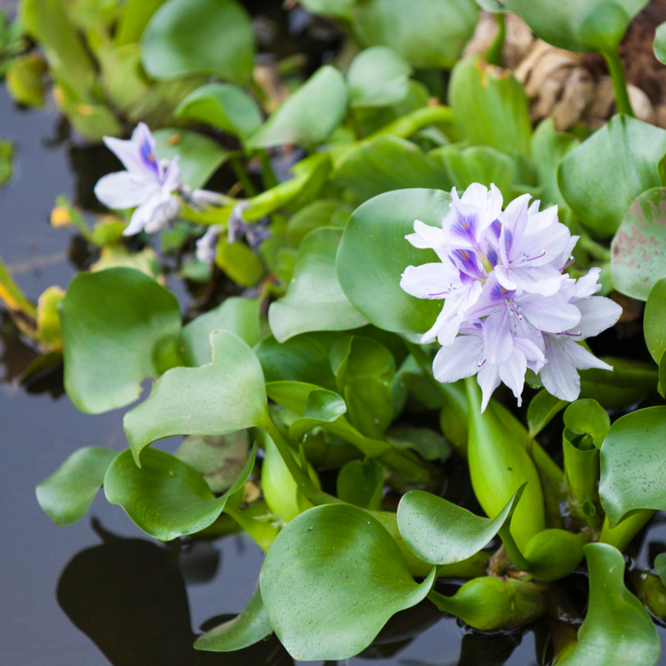 FFP Water Hyacinth - Thumbnail 2