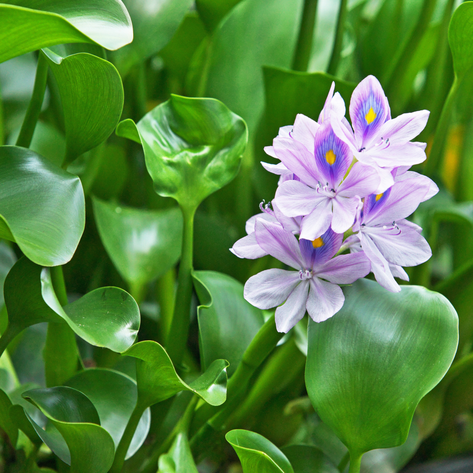 FFP Water Hyacinth