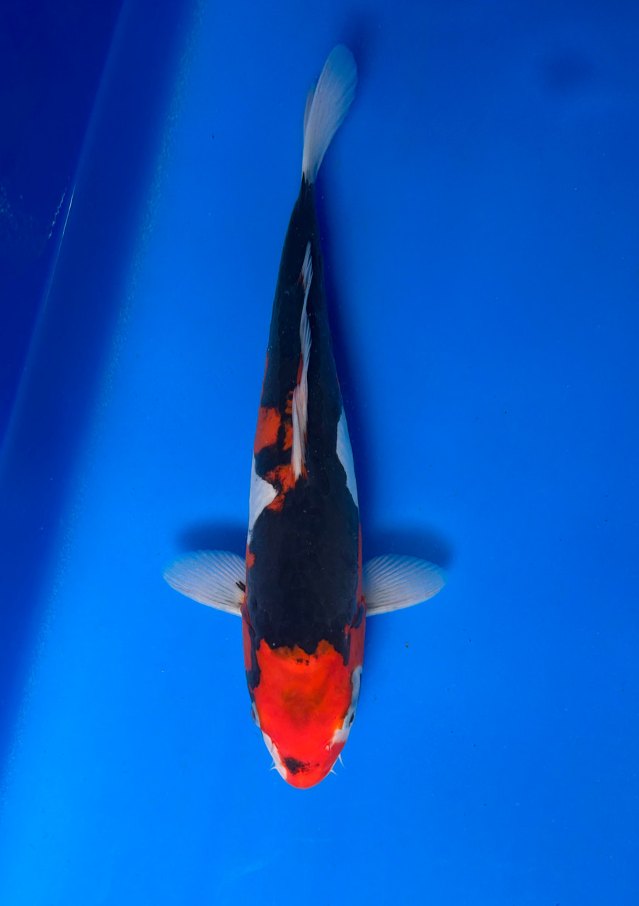 This 40cm Doitsu Sanke from Aokiya Koi farm has a stunning pattern.