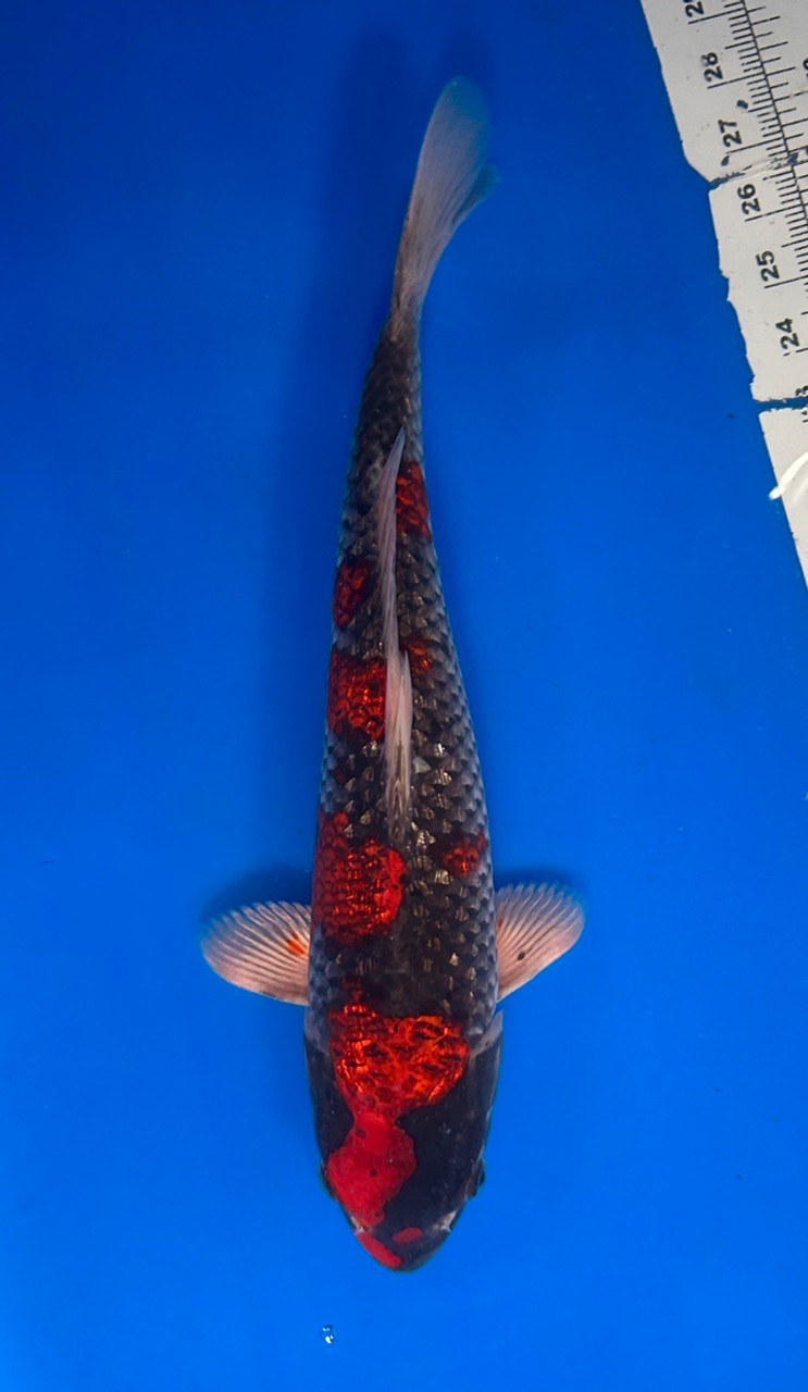This 40cm Kuro Ginrin Goshiki from Aokiya Koi farm has a shinning dark red and black pattern.