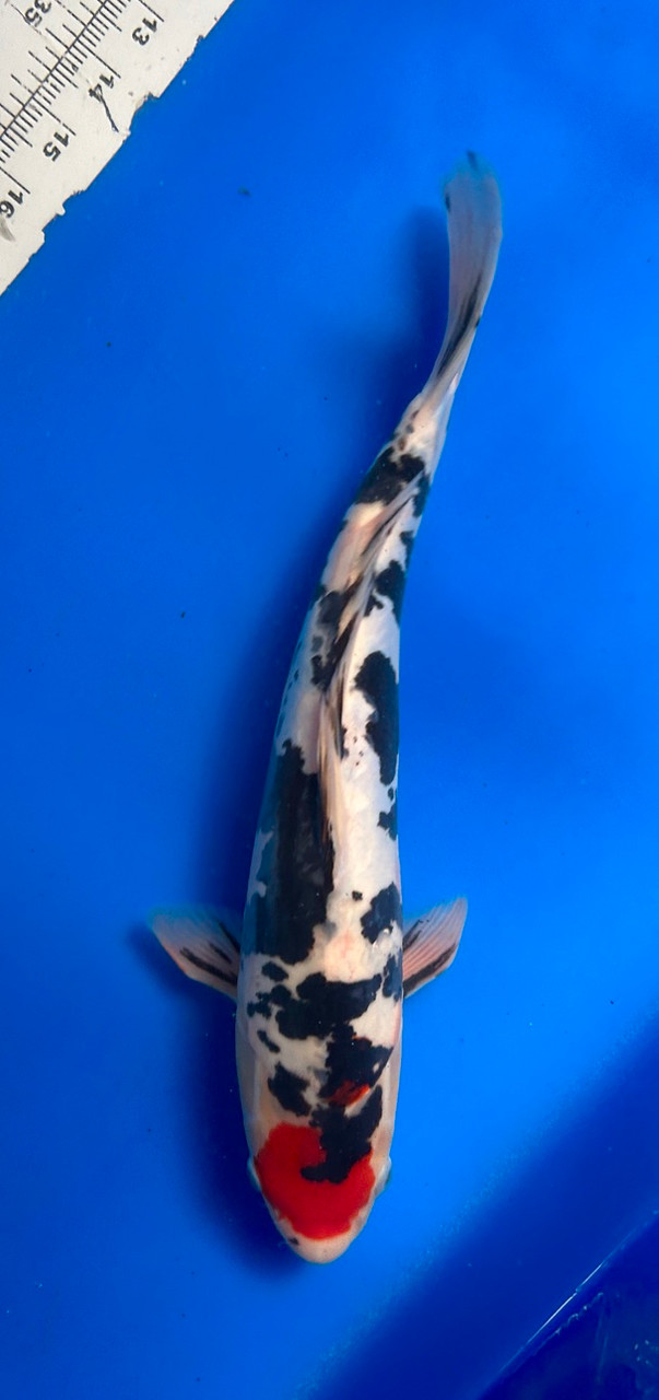 This 40cm Tancho Showa from Aokiya Koi farm has a stunning mix with a beni tancho.