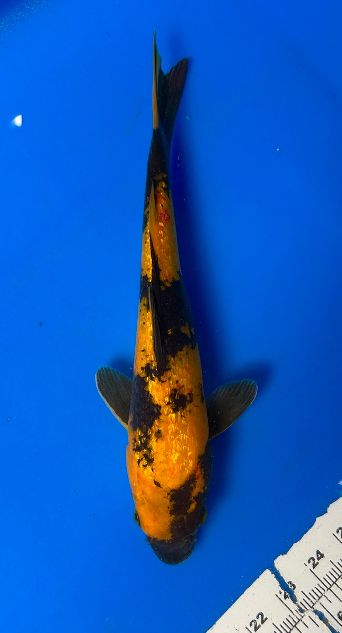 This 34cm Ginrin Ki Utsuri from Otsuka Koi farm has a shinning black and yellow pattern.