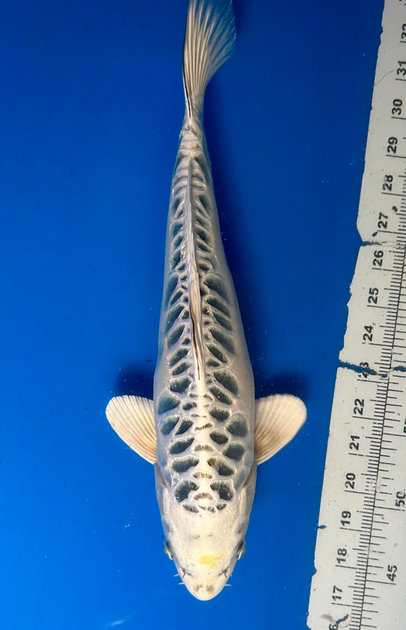 This 40cm Yellow Dragon from Aokiya Koi farm has a stunning ki metallic pattern.