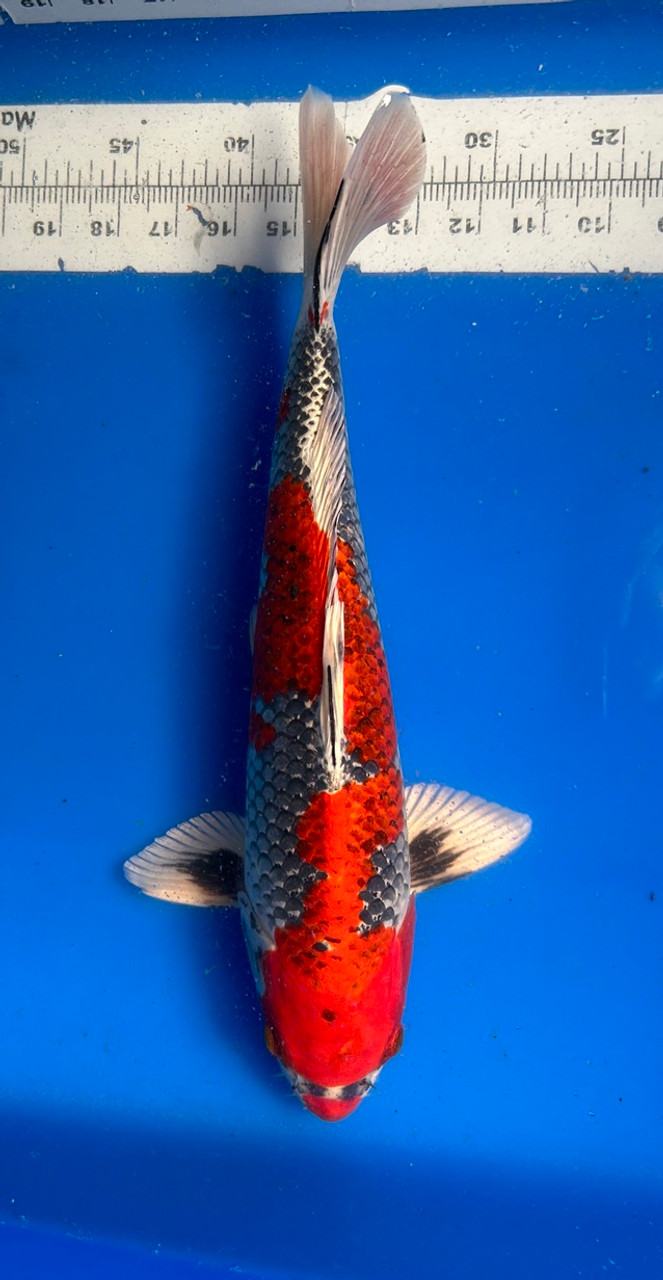 40cm Japanese Imported Kujaku - Aokiya - QT3 - 43