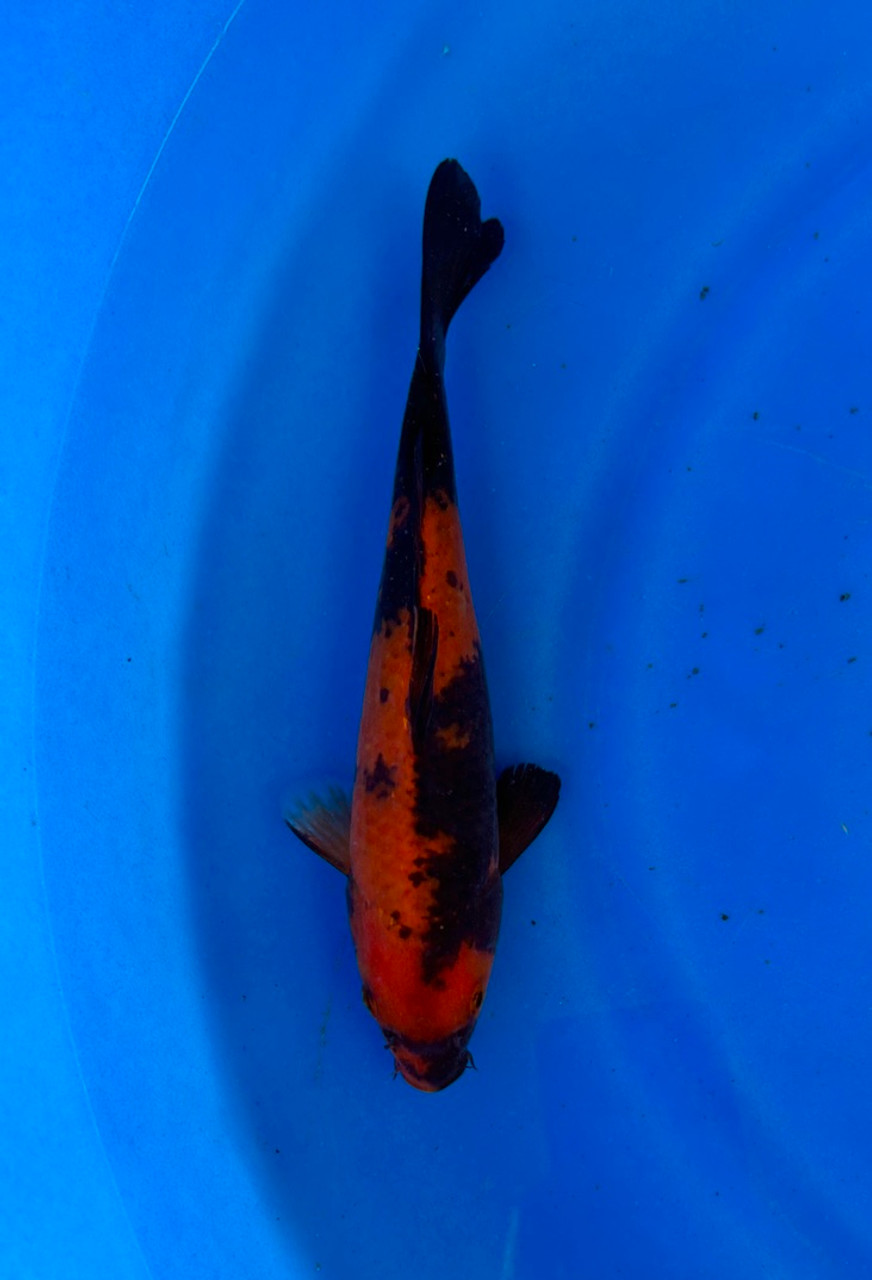 This 24cm Hi Utsuri from Shinoda Koi farm has a stunning beni and sumi pattern.